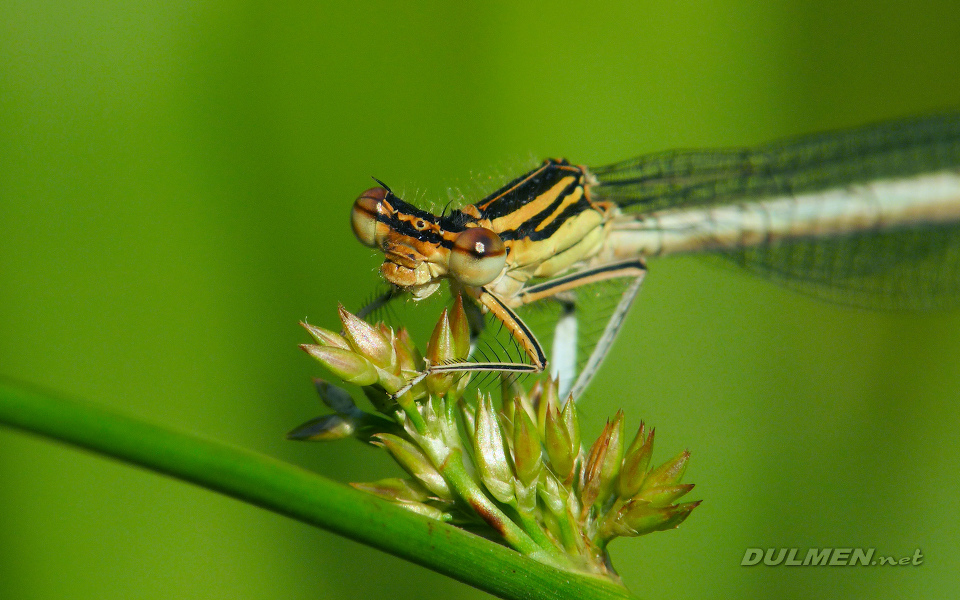 Blue Featherleg (Female, Platycnemis pennipes)